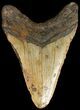 Bargain Megalodon Tooth - North Carolina #45629-2
